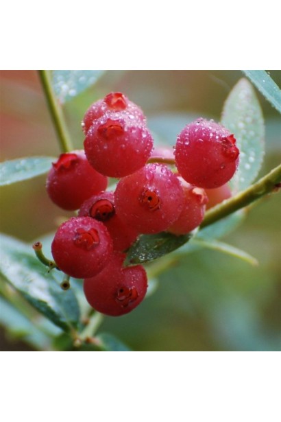 Рожева лохина